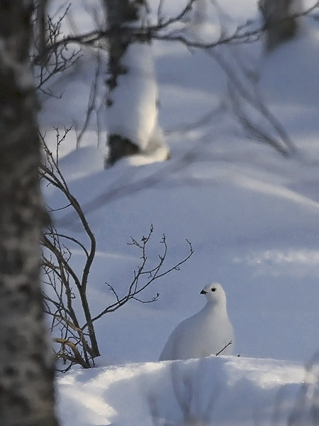 Riekko, Willow Ptarmigan, Lagopus lagopus